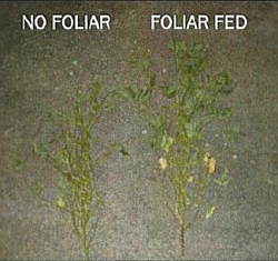 Foliar Comparison