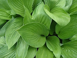 Healthy Plants Healthy Plants
